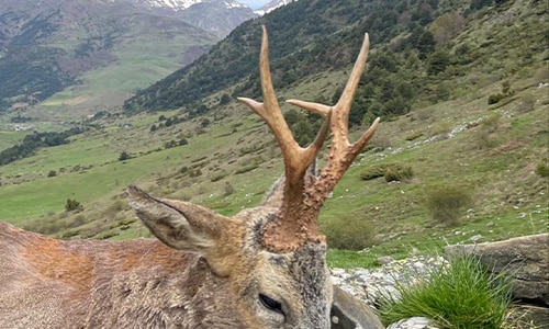 rececho corzo alta montaña